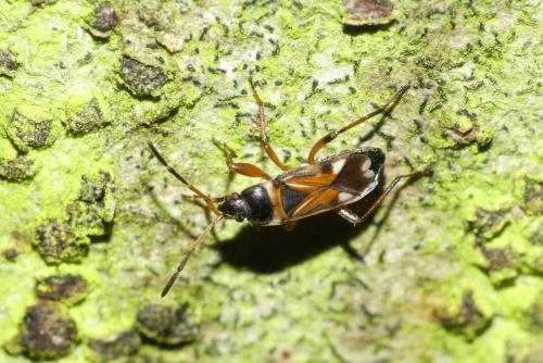 Raglius alboacuminatus